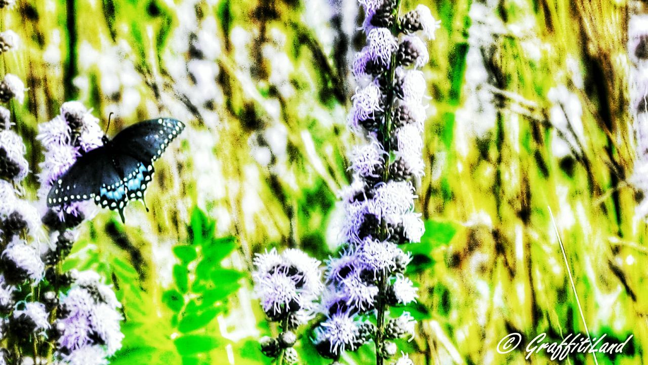 CLOSE-UP OF BUTTERFLY PERCHING ON FLOWER