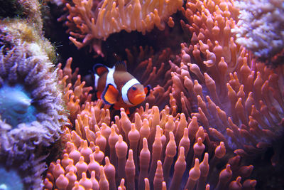 Fish swimming in sea