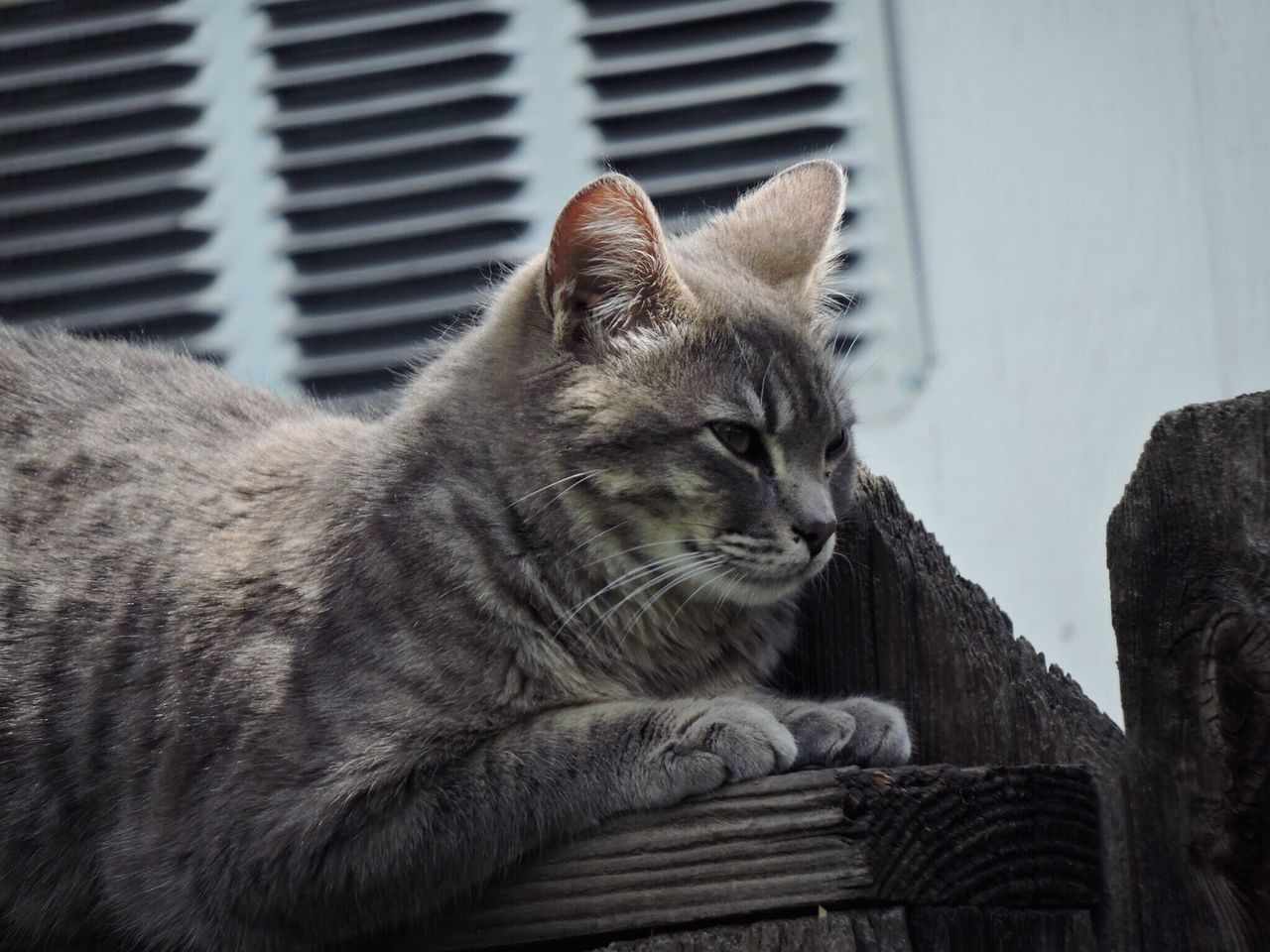 domestic cat, animal themes, one animal, mammal, feline, pets, domestic animals, relaxation, no people, day, indoors, close-up