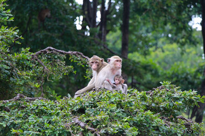 Monkeys sitting on plants in forest