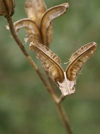 Close-up of twigs