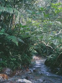 Scenic view of waterfall in forest