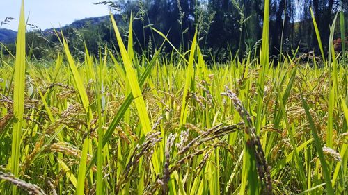 Close-up of crops growing on field