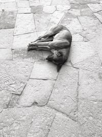 Midsection of woman lying on floor