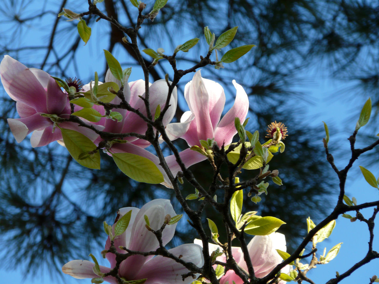 LOW ANGLE VIEW OF PINK FLOWERING TREE