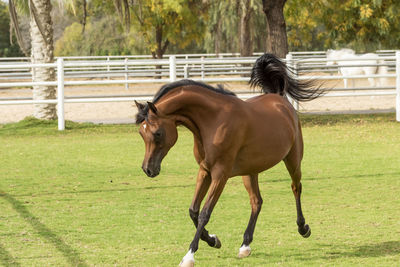 Horse running in a field