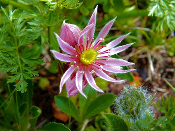 Close-up of flower blooming outdoors