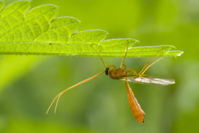 Close-up of insect on plant