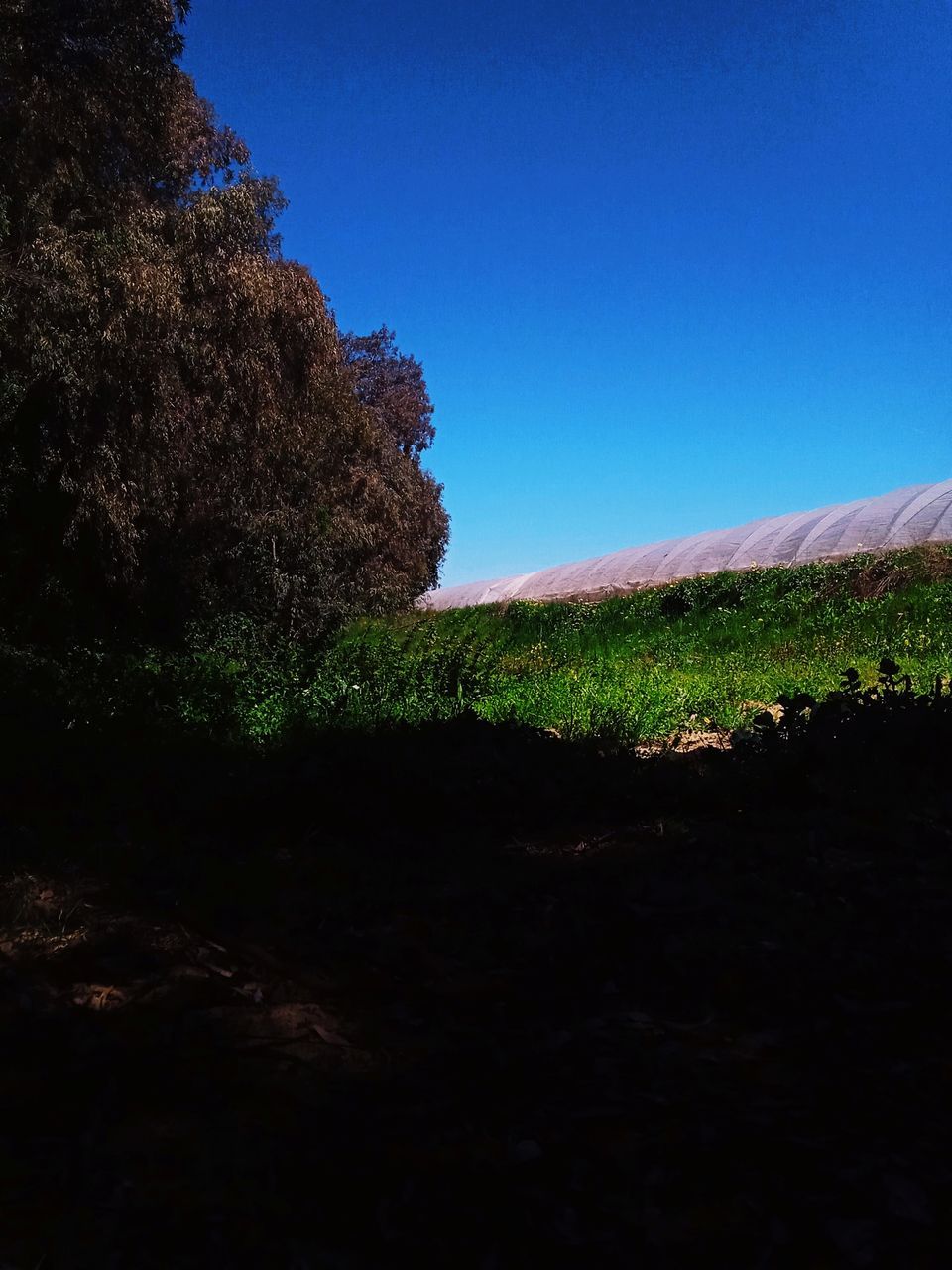 nature, plant, sky, hill, landscape, tree, beauty in nature, land, blue, no people, scenics - nature, environment, sunlight, clear sky, tranquility, growth, morning, horizon, tranquil scene, green, reflection, dusk, leaf, soil, field, outdoors, light, non-urban scene, darkness, copy space, day, grass