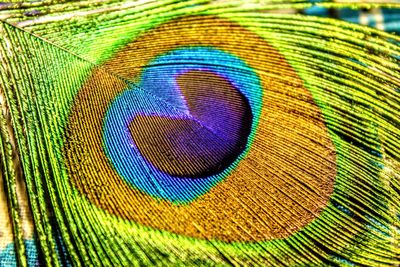 Full frame shot of multi colored leaf