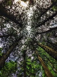 Low angle view of trees in forest