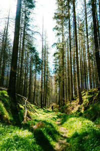 Pine trees in forest