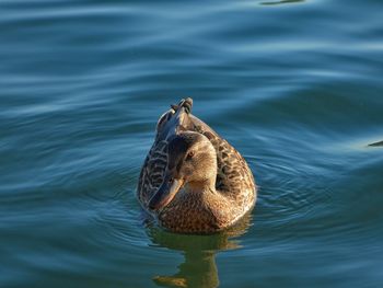 Close-up of duck swimming in lake