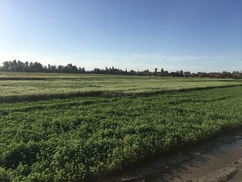 Scenic view of agricultural field against sky