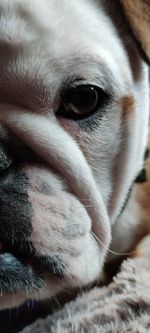 one animal