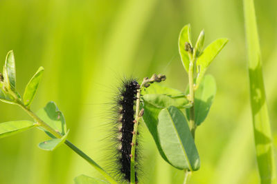 Close-up of insect on plant