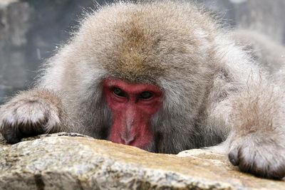 Close-up portrait of monkey