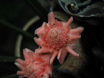 Close-up of pink rose flower