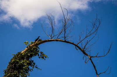 Low angle view of bare tree against blue sky