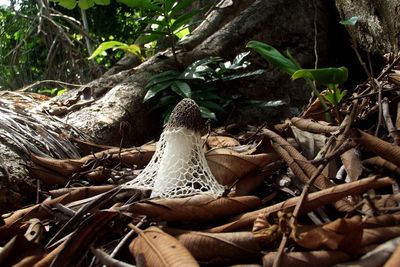 Close-up of tree