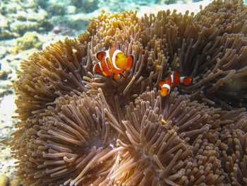 View of fish in sea