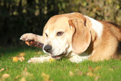 Close-up of dog on grass