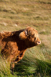 Highland cattle on grassy field