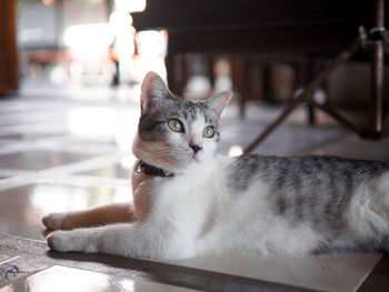 Close-up portrait of cat relaxing at home