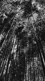 Low angle view of bamboo trees in forest