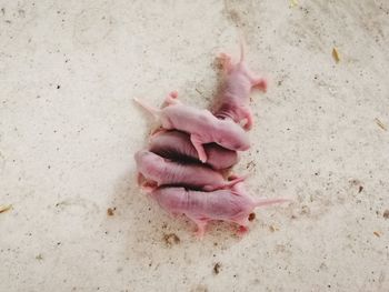 High angle view of baby sleeping