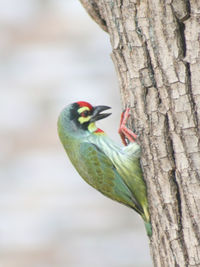 Close-up of bird perching on tree