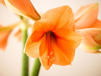 Close-up of yellow flower