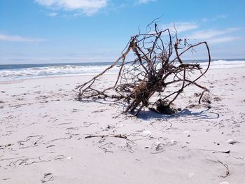 Scenic view of driftwood on beach against sky