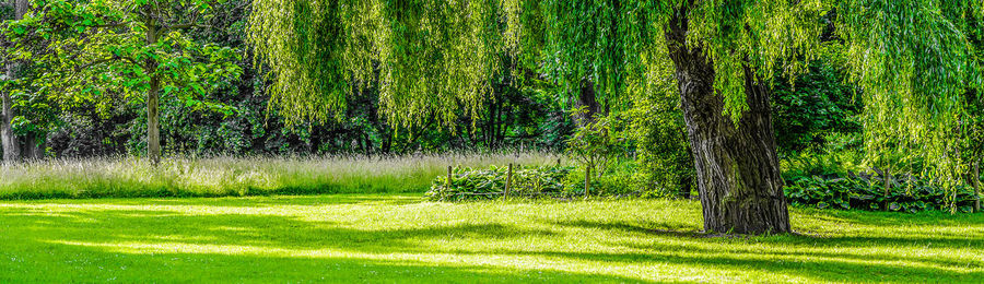 View of trees in forest