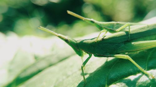 Close-up of insect on plant