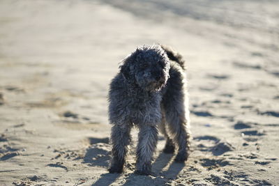 Cute happy little poodle dog at baltic sea beach in winter