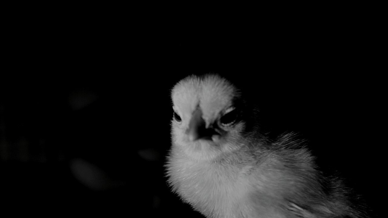 CLOSE-UP OF A YOUNG BIRD OVER BLACK BACKGROUND