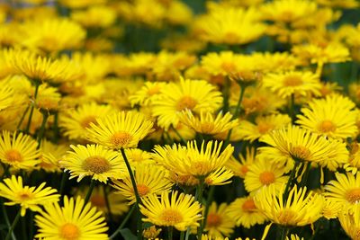 Close-up of yellow flower