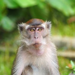 Close-up portrait of monkey