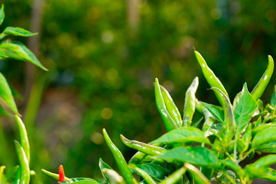 Close-up of fresh green plant on field