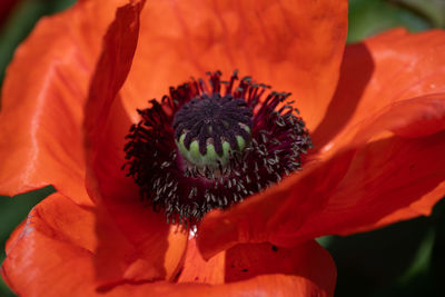 Close-up of red flower