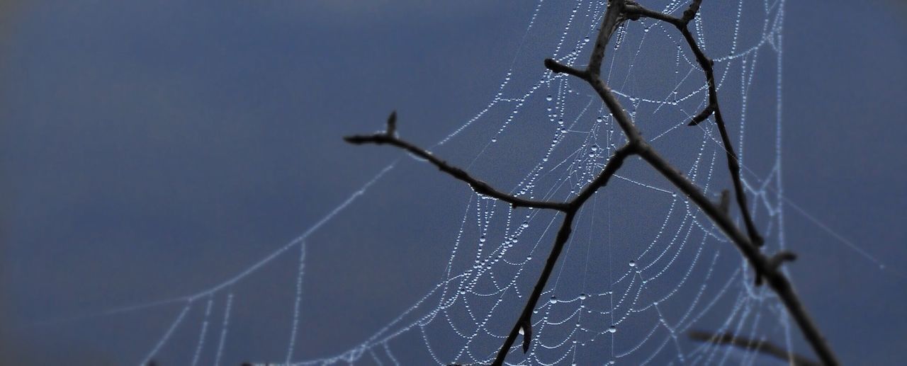 close-up, focus on foreground, nature, spider web, sky, low angle view, outdoors, branch, day, no people, metal, water, complexity, connection, clear sky, fragility, pattern, sunlight, natural pattern, plant