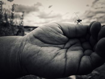 Close-up of insect on hand