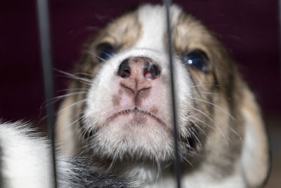 A cute 3 week old beagle puppy behind a fence