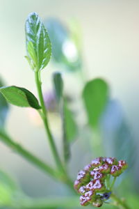 Close-up of purple flowering plant