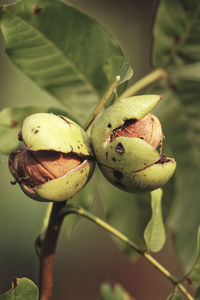 Close-up of fresh green plant