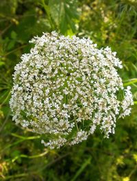 Close-up of fresh white flowers blooming in park