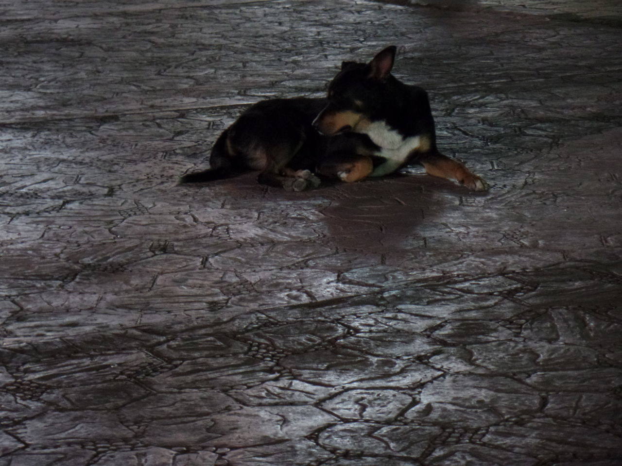 DOG SLEEPING ON BLANKET