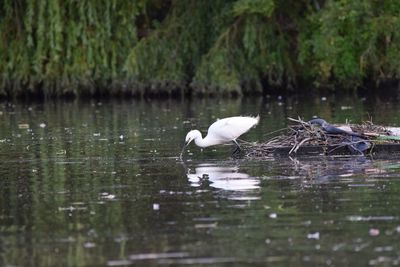 Swan on lake