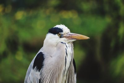 Close-up of a bird looking away